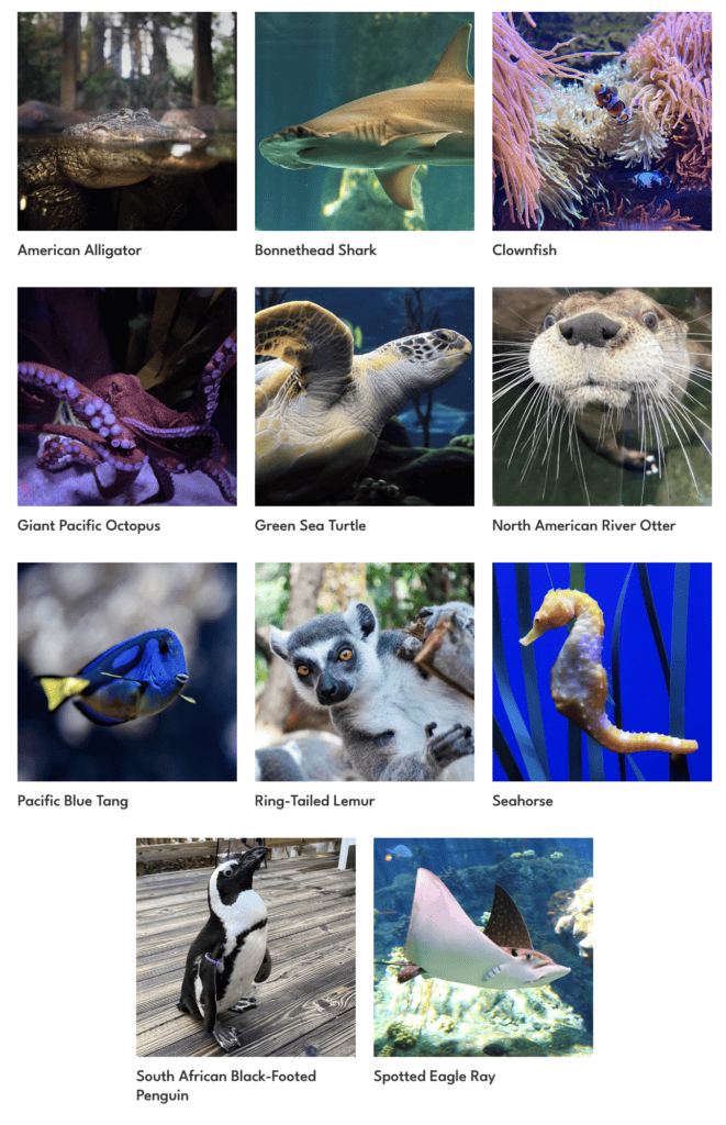 Image of 11 animals available to adopt from the Florida Aquarium